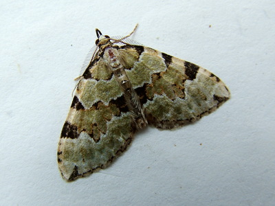Green Carpet